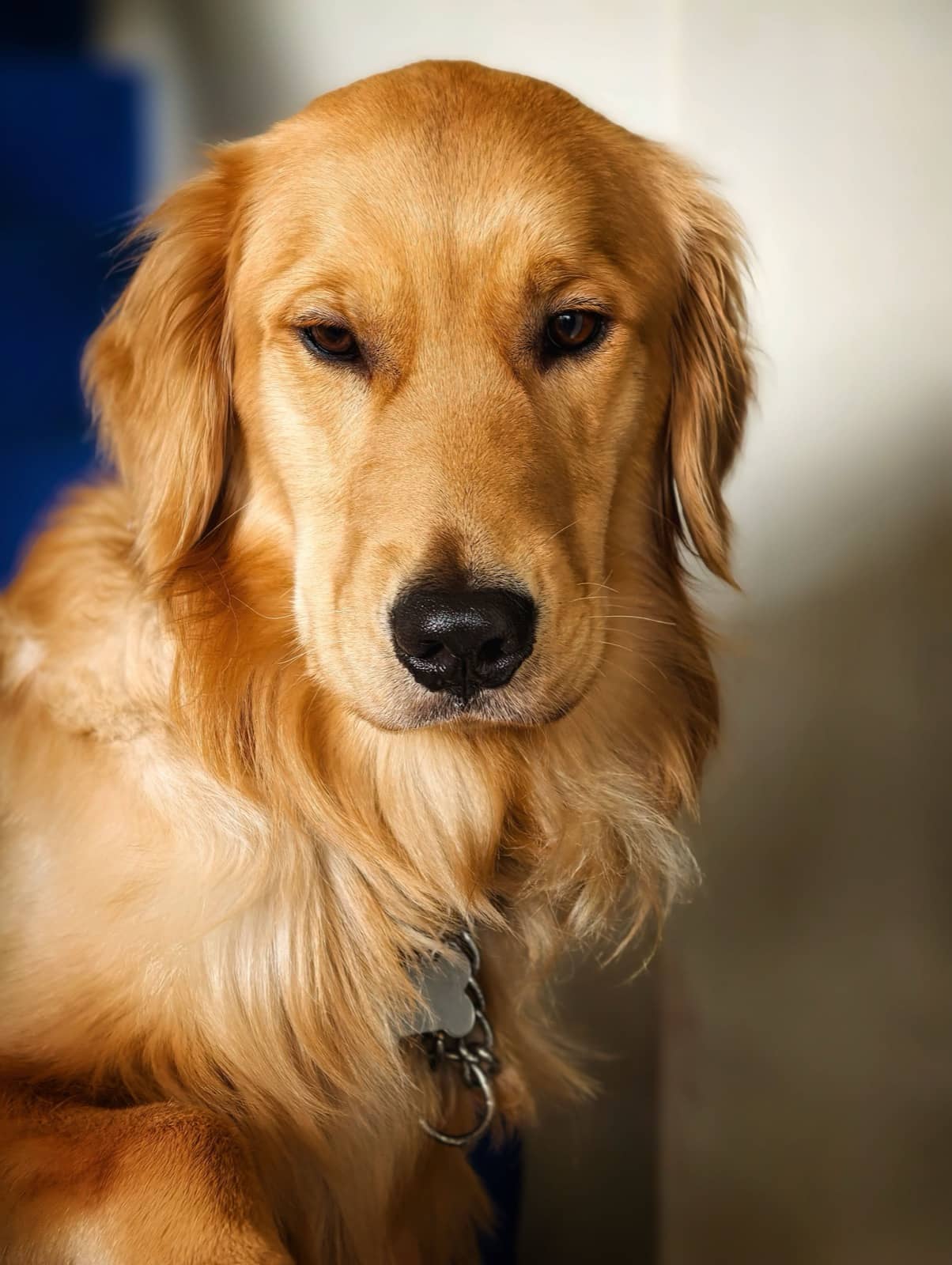 dog_portrait_canvas_cover