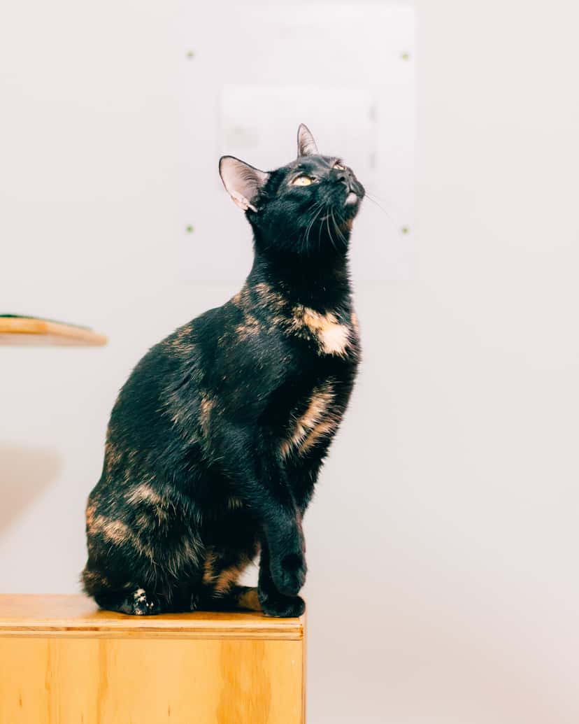 A black cat with tortoiseshell-brown mottling sitting upright on a wooden shelf, looking upward against a plain white wall