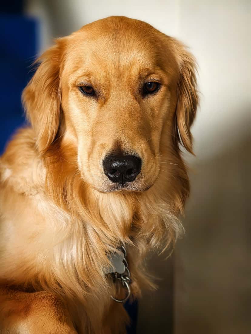 A close-up, eye-level portrait of a golden retriever with soft golden fur, looking toward the camera in warm natural light